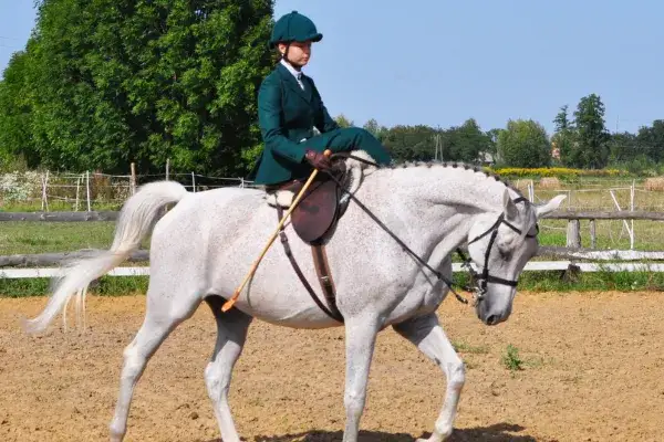 Ile waży siodło? Poznaj wpływ wagi na komfort jazdy konnej