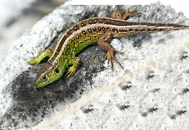 Jaszczurki w Polsce - gatunki, które możesz spotkać