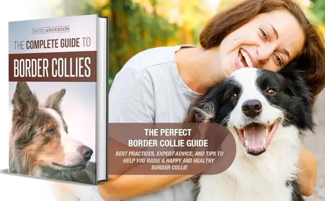 Jak wytresować Border Collie? Kompletny przewodnik dla początkujących