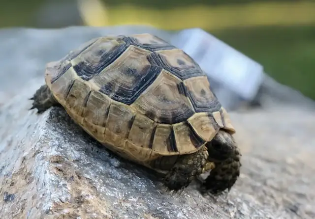 Żółw bez skorupy to mit! Co kryje się pod pancerzem?