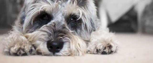 Jak rozpoznać depresję u psa? Objawy, które mogą zaskoczyć właściciela