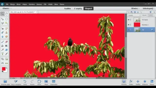Jak wyciąć obraz w Photoshopie? Opanuj szparowanie jak pro!