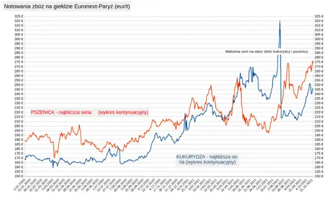 Ile kosztuje tona pszenicy w skupie? Zaskakujące zmiany cen!