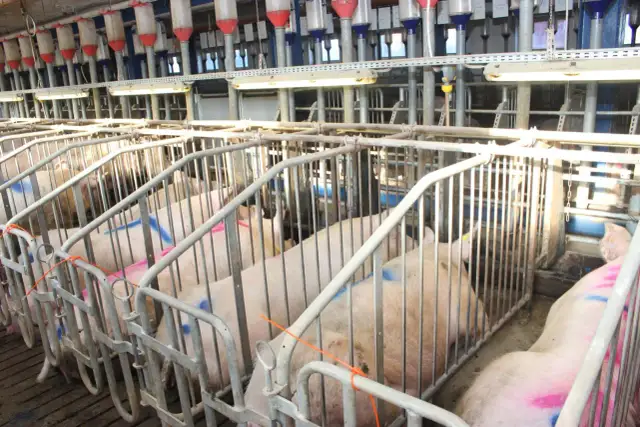 Świnie w boksach, gotowe do inseminacji świń. W tle widać system karmienia.