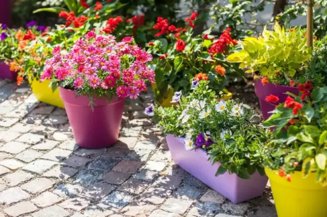 Jakie rośliny do donic ogrodowych - najlepsze wybory na każdą porę roku