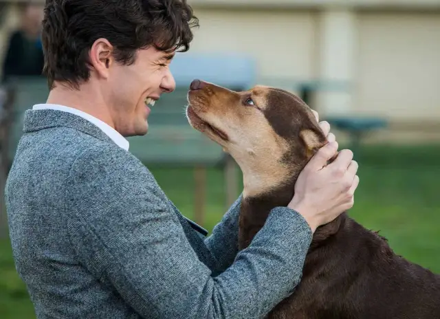 O psie, który wrócił do domu - wzruszająca historia o miłości i przyjaźni