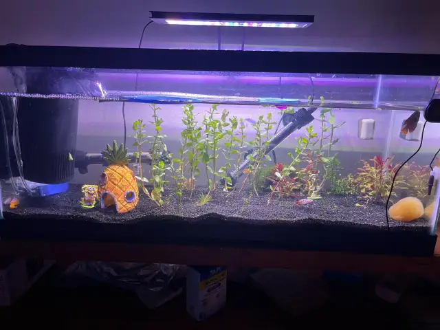 Dlaczego rybki zdychają w akwarium? Oto najczęstsze przyczyny