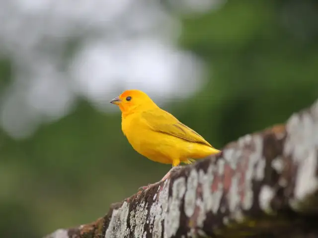 Udane lęgi kanarków: Jak skutecznie połączyć ptaki w pary?