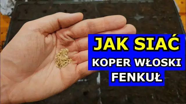 Kiedy siać koper, aby uniknąć nieudanych plonów i cieszyć się zbiorem