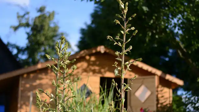 Juka ogrodowa - Kiedy kwitnie i co zrobić, gdy nie ma kwiatów?