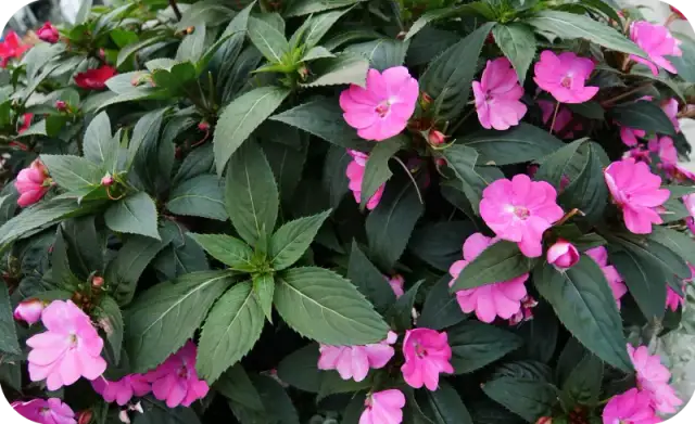 Kwiaty które nie potrzebują słońca – idealne rośliny do cienia w domu