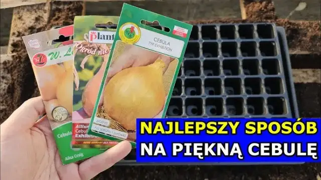 Cebula Exhibition: Kiedy siać na rozsadę, by mieć plony 1-2 kg?