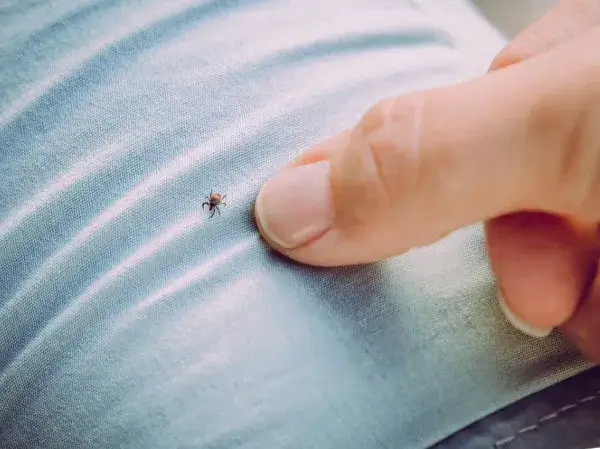 Cómo matar pulgas y garrapatas: métodos efectivos para tu hogar