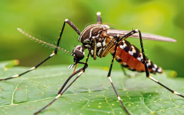 Czy na Malcie są komary? Sprawdź, jak się przed nimi chronić