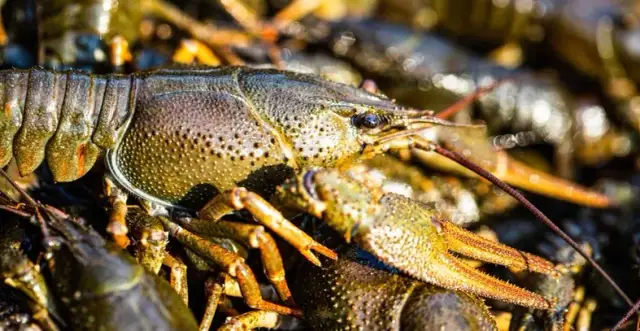 Na bezrybiu i rak ryba znaczenie: co naprawdę oznacza to przysłowie?