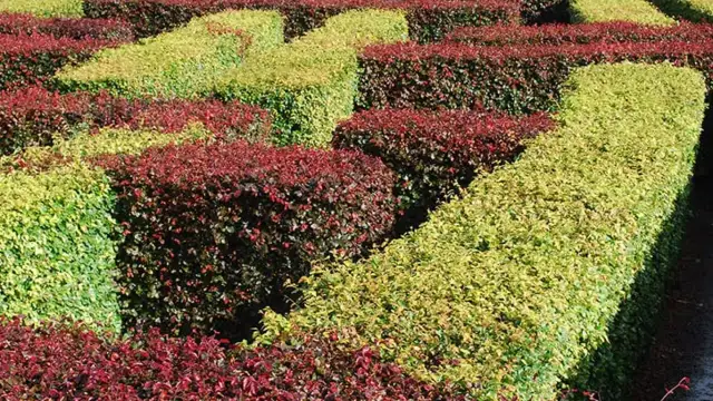 Kiedy sadzić ligustr zimozielony, aby uniknąć błędów w ogrodzie?