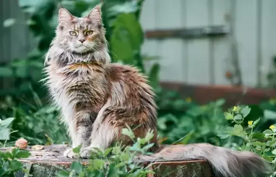 Kot tonkijski hodowla Wrocław - najlepsze miejsca i ceny kociąt
