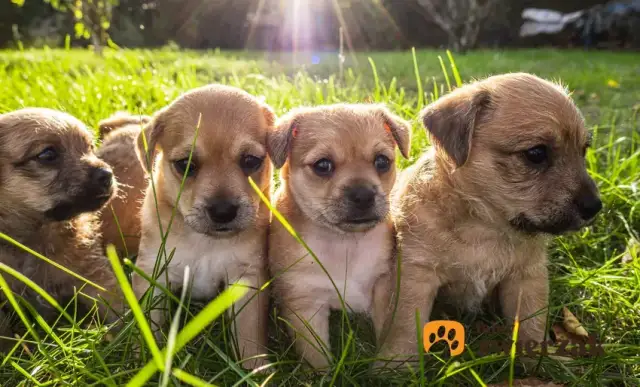 Kiedy szczeniaki otwierają oczy? Ekspert radzi, jak dbać o wzrok.