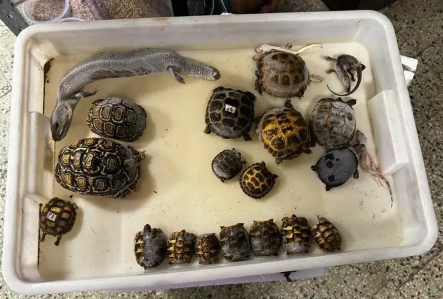 Gdzie kupić żółwia w Krakowie? Najlepsze sklepy i oferty sprzedaży