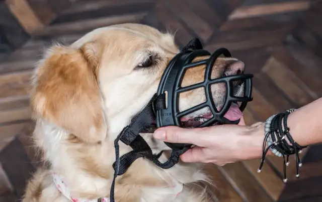 Kiedy kaganiec dla psa jest obowiązkowy i jak go wybrać