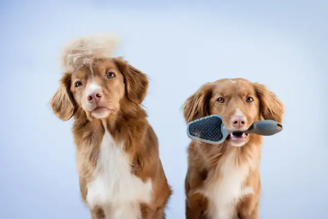 Dwa psy na jasnym tle, jeden z czupryną, drugi trzymający szczotkę w pysku.