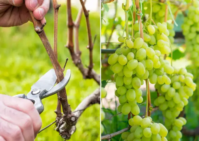 Jak przycinać winogrona? Poradnik krok po kroku dla obfitych zbiorów
