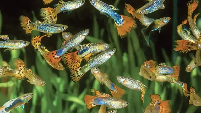 Czym karmić gupiki, aby zapewnić im zdrowie i długowieczność