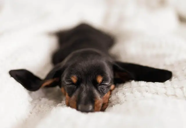 Śpiący szczeniak jamnika, który marzy o tym, jak oduczyć szczeniaka załatwiania się w domu.