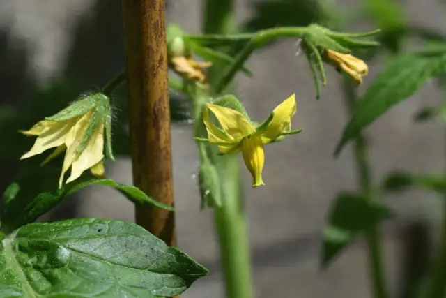 Żółte kwiaty pomidora, gotowe do zapylania, rozwijają się na zielonej łodydze, obok liści i drewnianego palika.