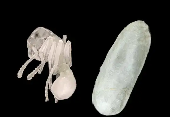 Jak rozmnażają się mrówki? Zaskakujące metody i etapy życia