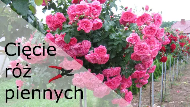 Jak przycinać róże na pniu? Poradnik krok po kroku