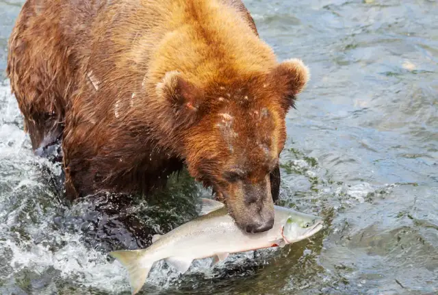 Co jedzą ryby? Odkryj zaskakujące diety różnych gatunków