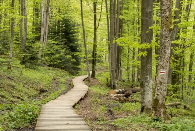 Szlak na Tarnicę: Wołosate vs Ustrzyki Górne wybierz idealny!