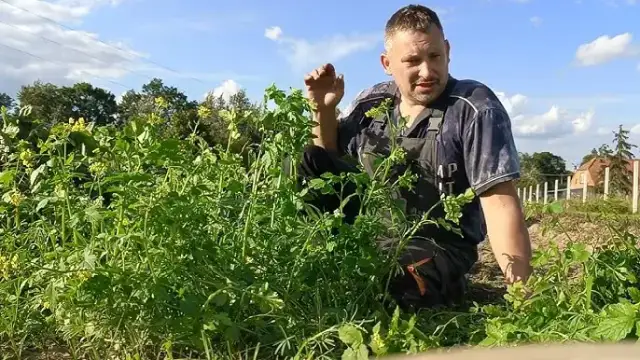 Jak siać gorczycę na działce - proste kroki, które zaskoczą efektem