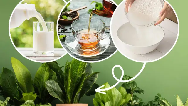 Domowe nawozy i podlewanie: Sekret bujnych kwiatów