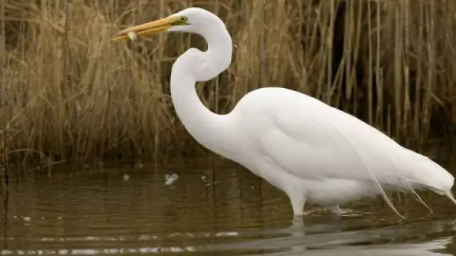 Czy czapla biała zimuje w Polsce? Zaskakujące fakty o jej zwyczajach