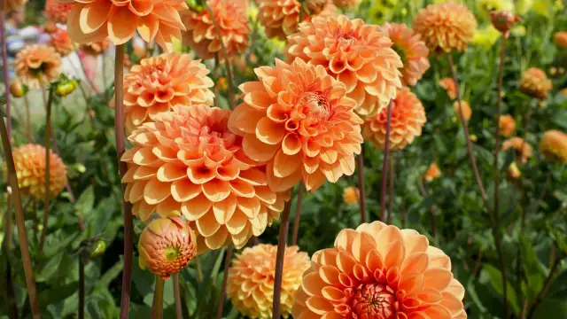 Kiedy sadzić dalie do gruntu? Złota zasada sukcesu!