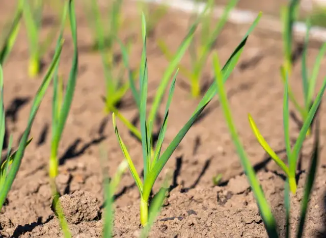Młode pędy czosnku na grządce. Zadbaj o nie, stosując domowe sposoby na choroby czosnku, by rosły zdrowe i silne.