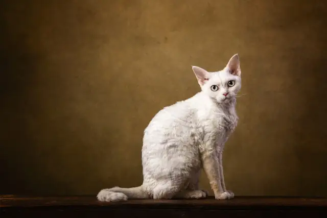 Biały kot rasy Devon Rex z kręconą sierścią siedzi na drewnianym blacie.