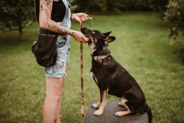 Mam psa i co teraz hotel – wszystko, co musisz wiedzieć o opiece nad pupilem