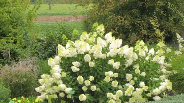 Kiedy sadzić hortensje bukietowe, aby uniknąć błędów w ogrodzie