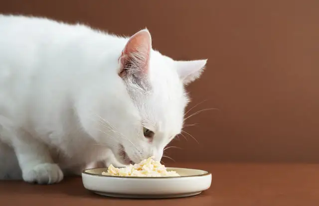 Słodka pułapka? Cukier w diecie kota wszystko, co musisz wiedzieć.