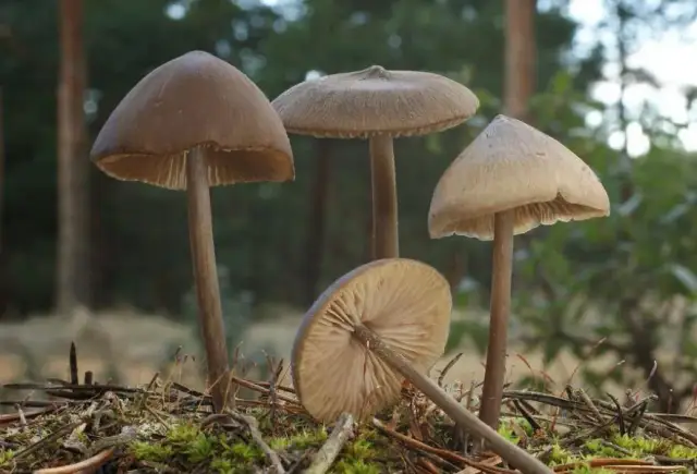 Grzyby halucynogenne w Polsce: Gdzie rosną i jakie jest ryzyko?