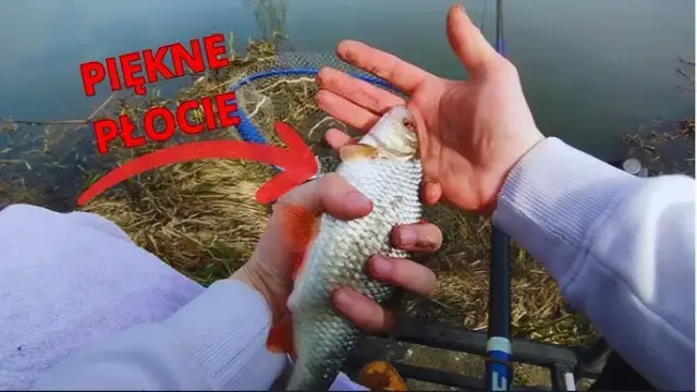 Karaś na spławik: Kompletny poradnik sprzęt, zanęta, technika