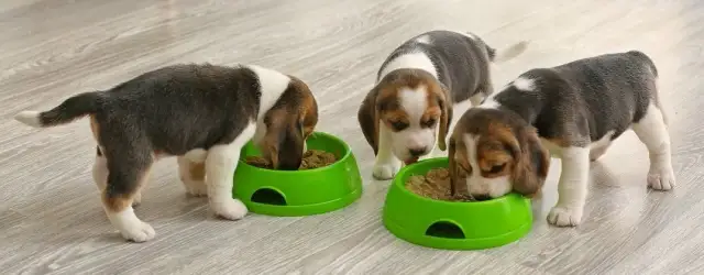 Jak karmić szczeniaka? Uniknij błędów, zapewnij zdrowie!