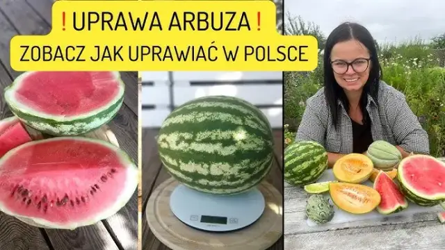 Uprawa arbuzów w gruncie: Poradnik krok po kroku do własnych owoców