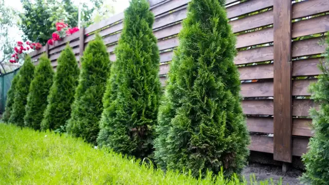 Jaką wysokość tui przy ogrodzeniu wybrać, aby uniknąć problemów?
