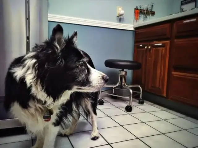 Jak wytresować border collie: skuteczne metody i porady dla właścicieli