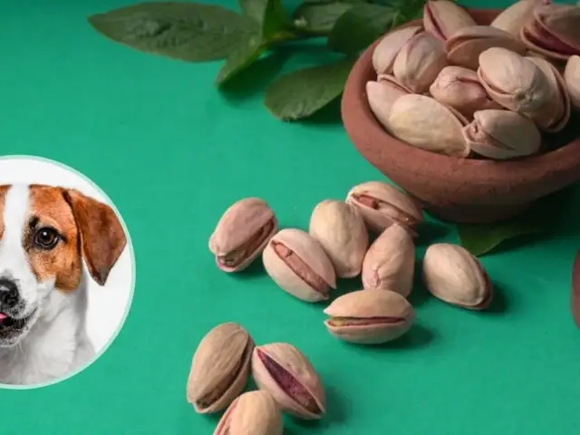 Pistacje dla psa? Dlaczego weterynarz odradza i co podać zamiast.
