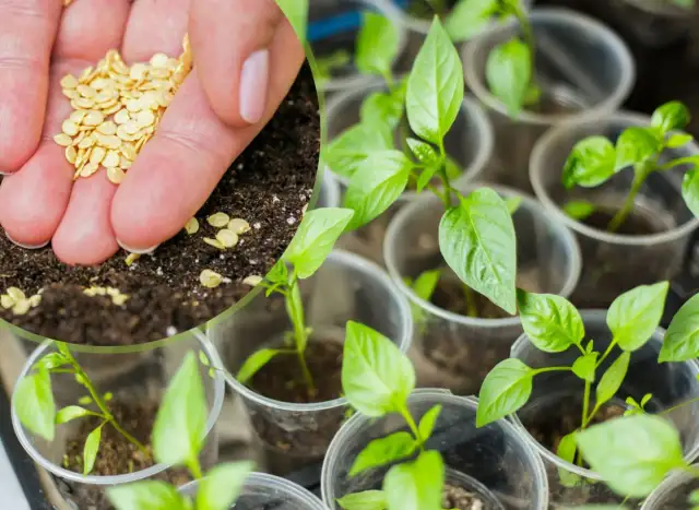 Kiedy siać paprykę na rozsady, aby uniknąć nieudanych plonów